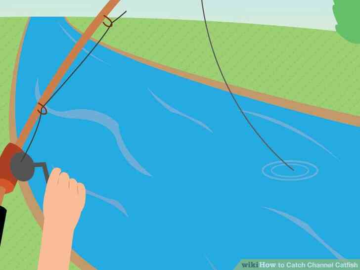 Image intitulé Catch Barbue de rivière Étape 10